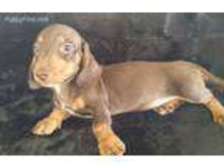 Dachshund Puppy for sale in Batesburg, SC, USA