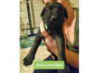 Mastiff Puppy for sale in Brockton, MA, USA