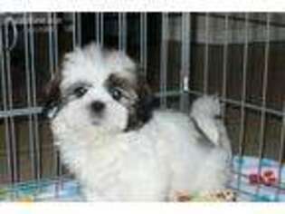 Lhasa Apso Puppy for sale in Tucson, AZ, USA