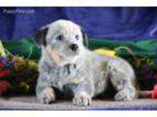 Australian Cattle Dog Puppy for sale in New Holland, PA, USA