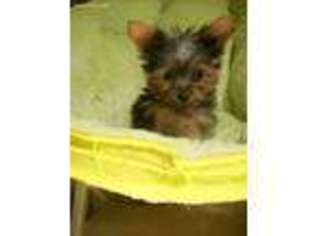 Yorkshire Terrier Puppy for sale in Wayland, NY, USA