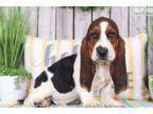 Basset Hound Puppy for sale in Columbus, OH, USA