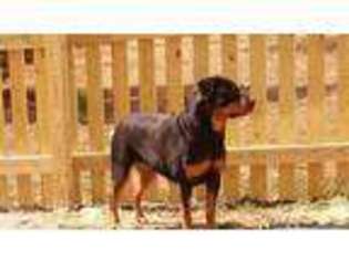 Rottweiler Puppy for sale in RUTHER GLEN, VA, USA