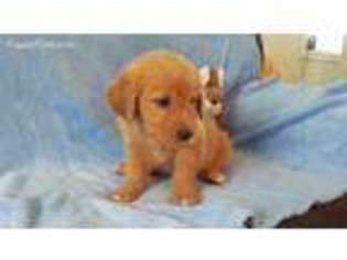 Golden Retriever Puppy for sale in Guthrie Center, IA, USA