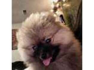 Pomeranian Puppy for sale in Clementon, NJ, USA