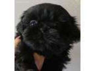 Mutt Puppy for sale in Maple Valley, WA, USA