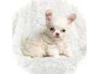 Chihuahua Puppy for sale in Vandalia, MI, USA