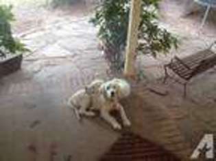 Golden Retriever Puppy for sale in BAXTER, TN, USA