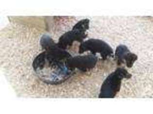 Mutt Puppy for sale in INDEPENDENCE, MS, USA