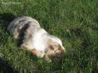 Australian Shepherd Puppy for sale in Carver, MN, USA