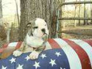 Olde English Bulldogge Puppy for sale in Clinton, SC, USA