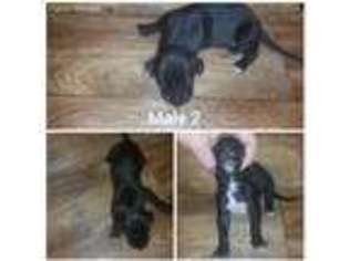 Great Dane Puppy for sale in Sacramento, KY, USA