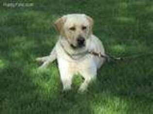 Labrador Retriever Puppy for sale in Crystal, MI, USA