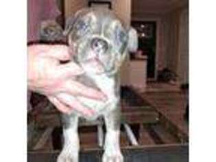 Mutt Puppy for sale in Forest, MS, USA