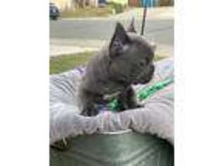 French Bulldog Puppy for sale in Live Oak, CA, USA