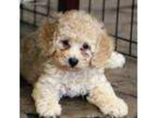 Goldendoodle Puppy for sale in Salem, IA, USA