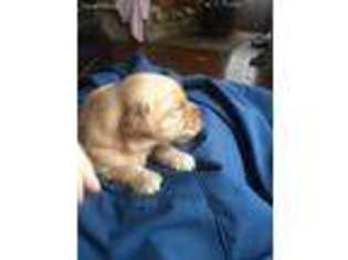 Golden Retriever Puppy for sale in Albert City, IA, USA