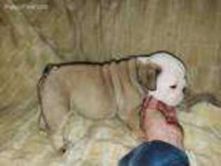Bulldog Puppy for sale in Anderson, SC, USA