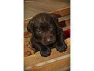 Labrador Retriever Puppy for sale in Richland, PA, USA