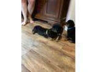 Rottweiler Puppy for sale in London, KY, USA