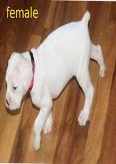 Boxer Puppy for sale in Port Huron, MI, USA