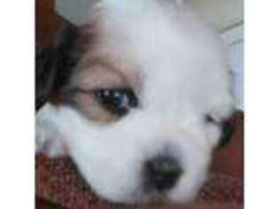 Lhasa Apso Puppy for sale in Hesperia, CA, USA