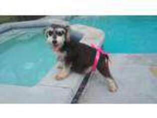 Mutt Puppy for sale in Auburndale, FL, USA
