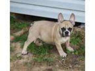 French Bulldog Puppy for sale in Angie, LA, USA