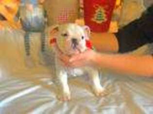Bulldog Puppy for sale in Camden, OH, USA