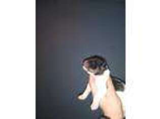 Mutt Puppy for sale in Grand Haven, MI, USA