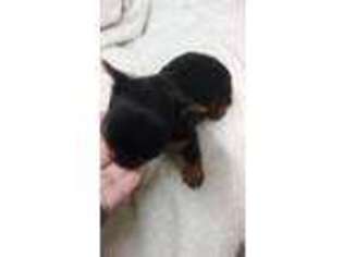 Yorkshire Terrier Puppy for sale in Richlands, NC, USA