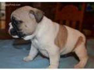 Mutt Puppy for sale in Shevlin, MN, USA