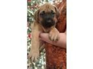 Mastiff Puppy for sale in Laceys Spring, AL, USA