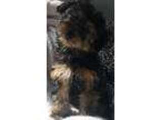 Yorkshire Terrier Puppy for sale in Woodland, WA, USA
