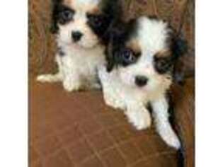 Cavalier King Charles Spaniel Puppy for sale in Glenwood, AR, USA