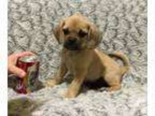Puggle Puppy for sale in ALGONA, WA, USA