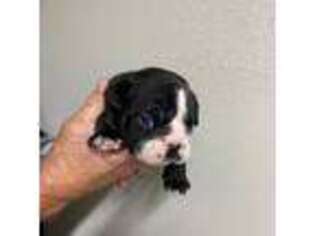 Bulldog Puppy for sale in Paynesville, MN, USA