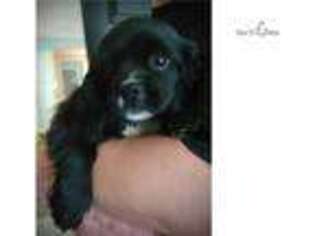 Cavalier King Charles Spaniel Puppy for sale in Atlanta, GA, USA