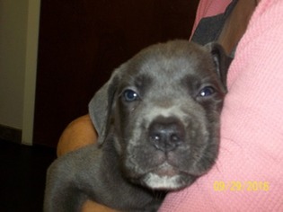 Cane Corso Puppy for sale in Kernersville, NC, USA