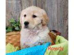 Golden Retriever Puppy for sale in Fenwick, MI, USA
