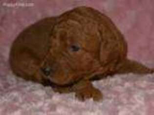 Goldendoodle Puppy for sale in Fort Valley, VA, USA