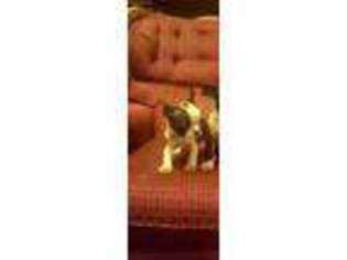 Boston Terrier Puppy for sale in Zanesville, OH, USA