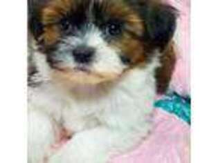 Havanese Puppy for sale in Albany, OR, USA