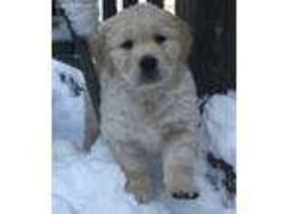 Golden Retriever Puppy for sale in Middleboro, MA, USA