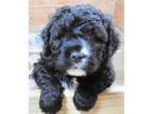 Mutt Puppy for sale in Cameron, MT, USA