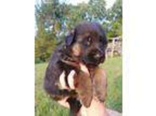 German Shepherd Dog Puppy for sale in Duffield, VA, USA