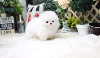 Pomeranian Puppy for sale in Stamford, CT, USA
