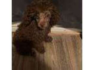 Mutt Puppy for sale in Tucker, GA, USA