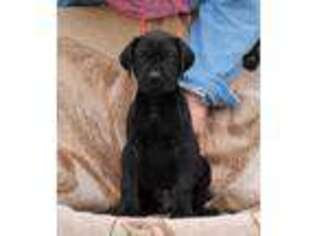 Great Dane Puppy for sale in La Crosse, WI, USA