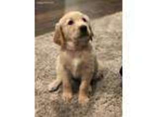 Golden Retriever Puppy for sale in Rogue River, OR, USA